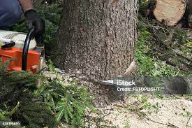 Best Tree Preservation Services  in Epworth, IA
